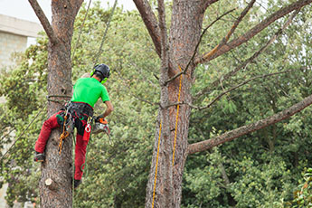 A man wearing a green shirt is skillfully climbing a tree