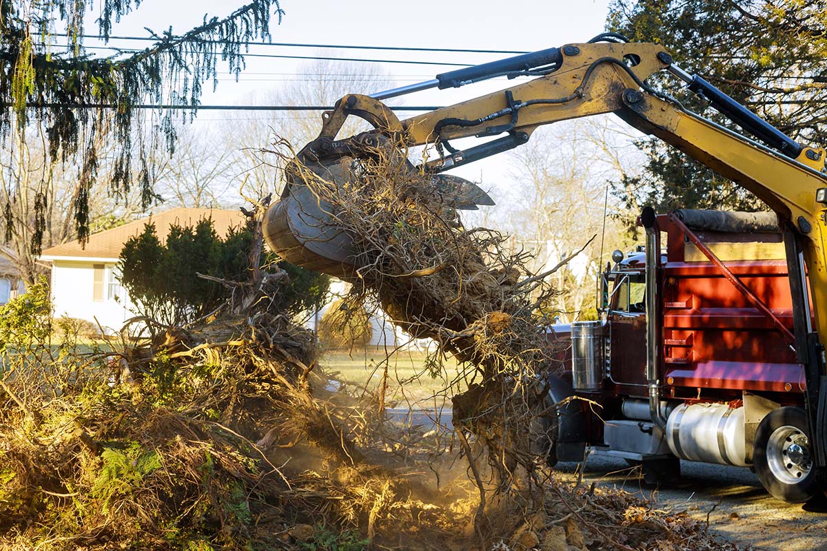 Old trees are being removed