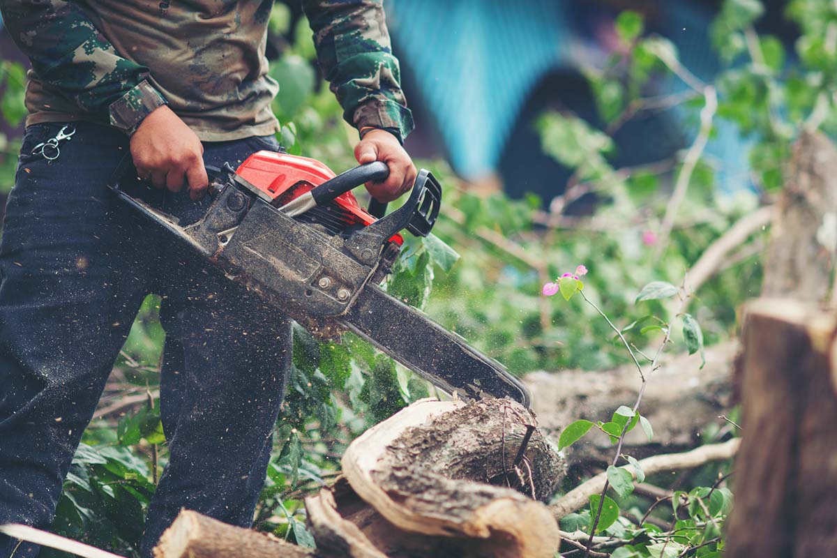 Man cutting trees using electrical chainsaw