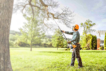 A man trimming an old tree