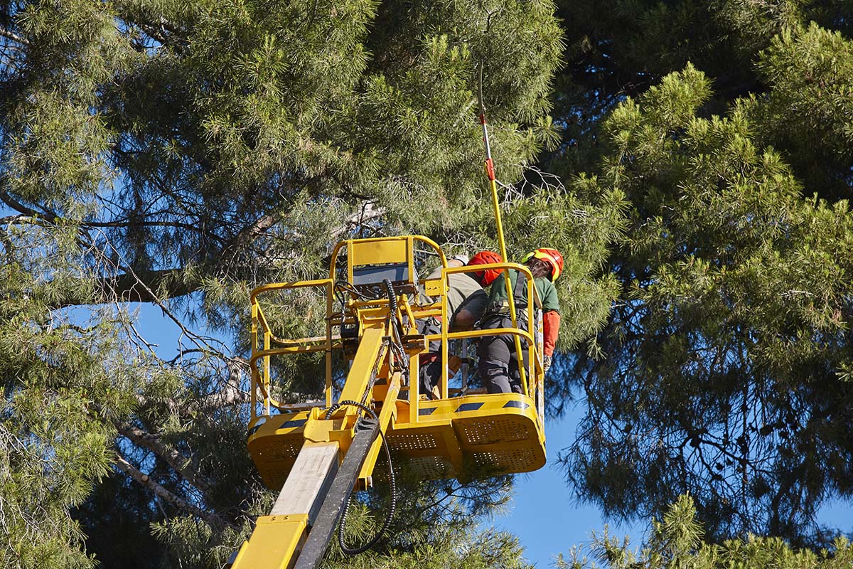 A man using a lift to perform maintenance work on a tree