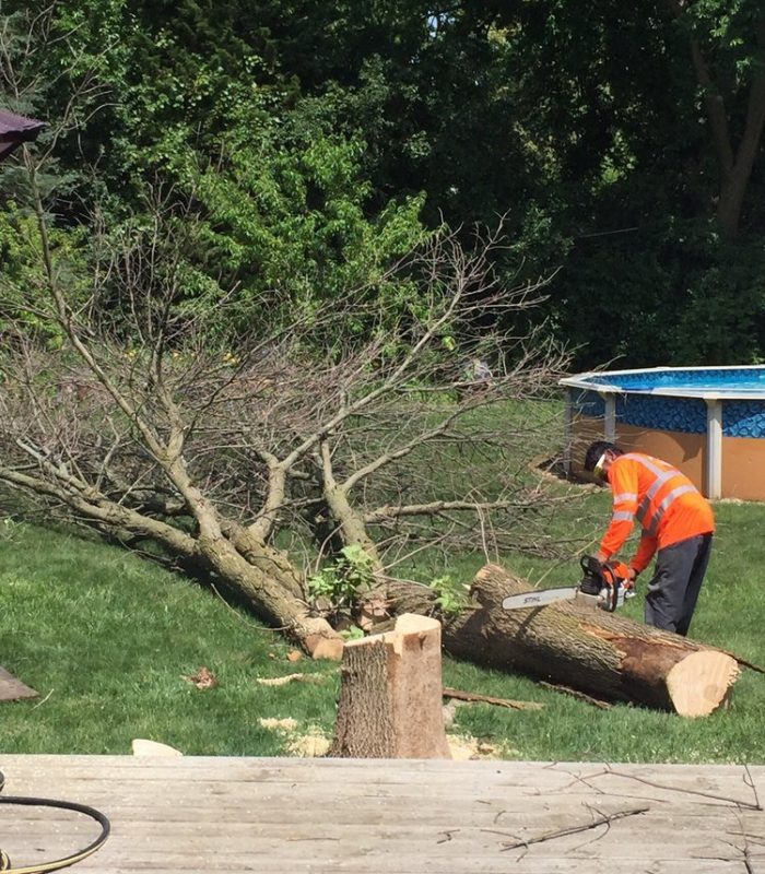 A man wearing an orange shirt is using a saw to cut down a tree in a forested area.