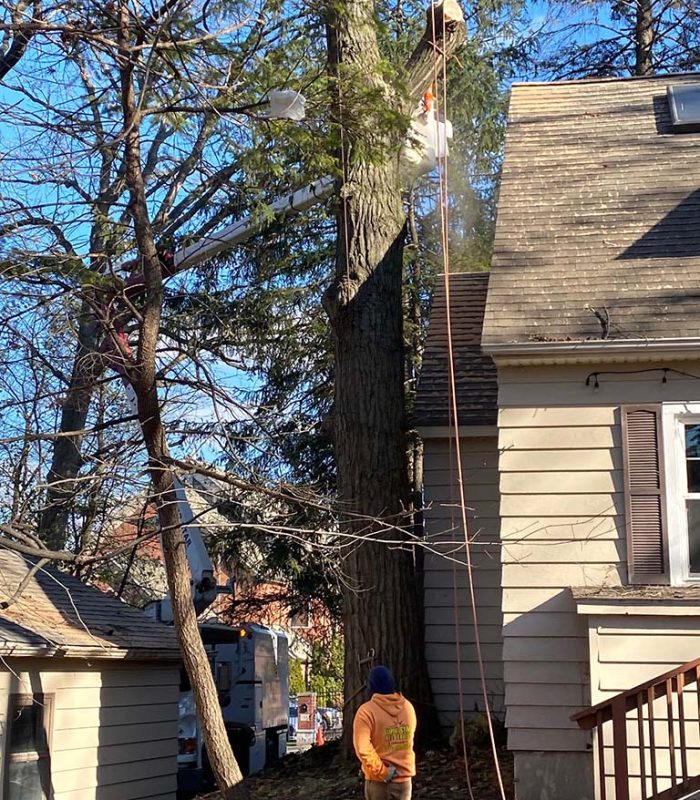 A man is using a chainsaw to cut down a tree