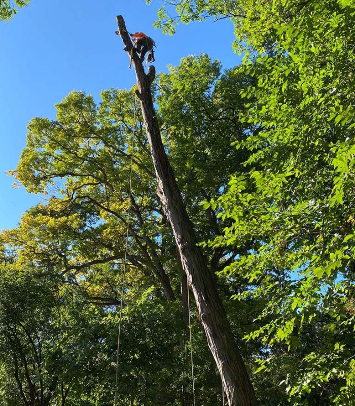 A man ascends a tree, preparing to cut it down with a saw in hand, surrounded by lush greenery.