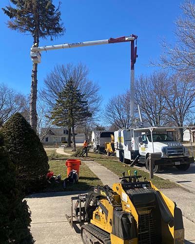 A tree trimmer cutting down a large tree